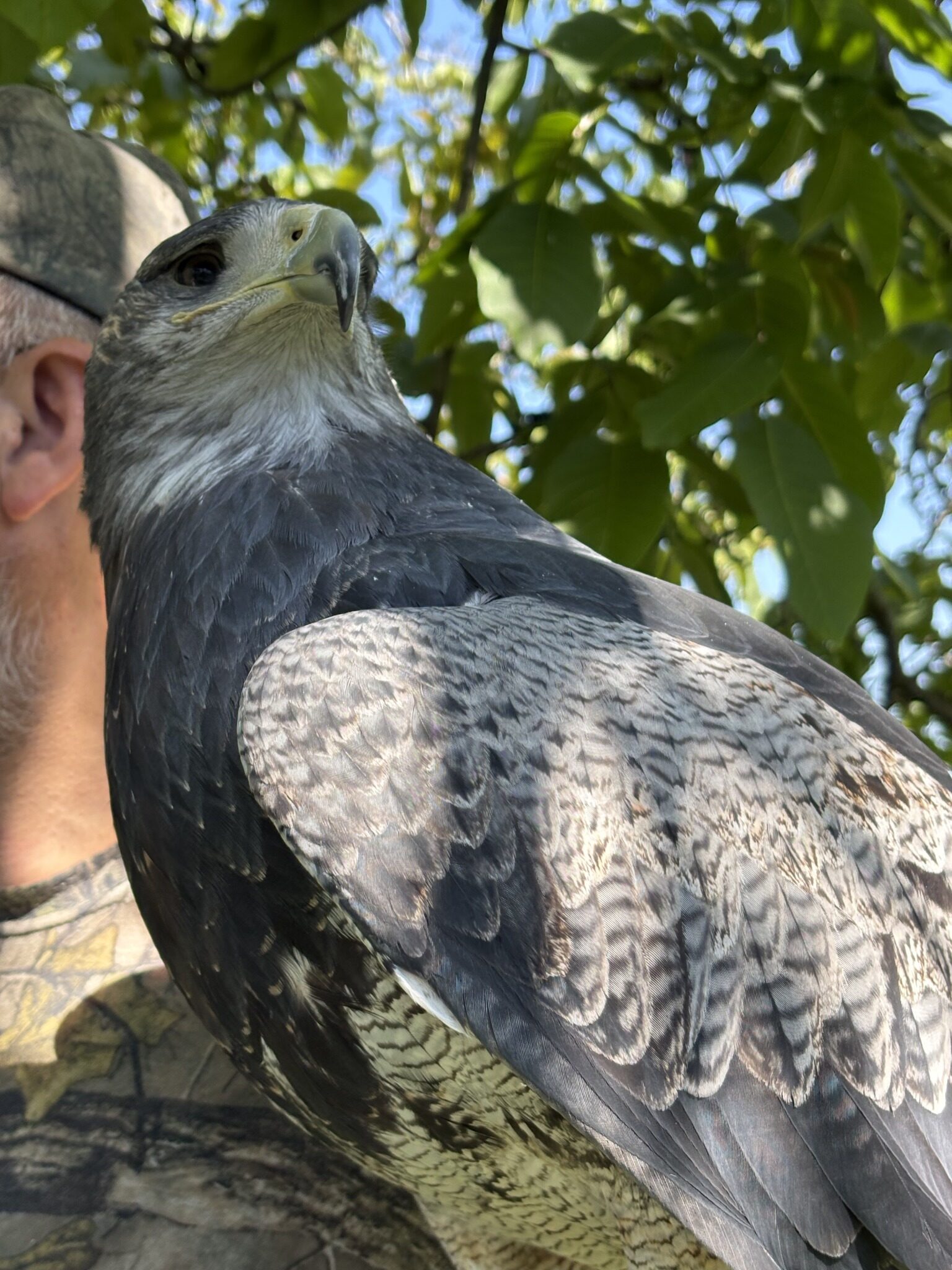 águila CRAR