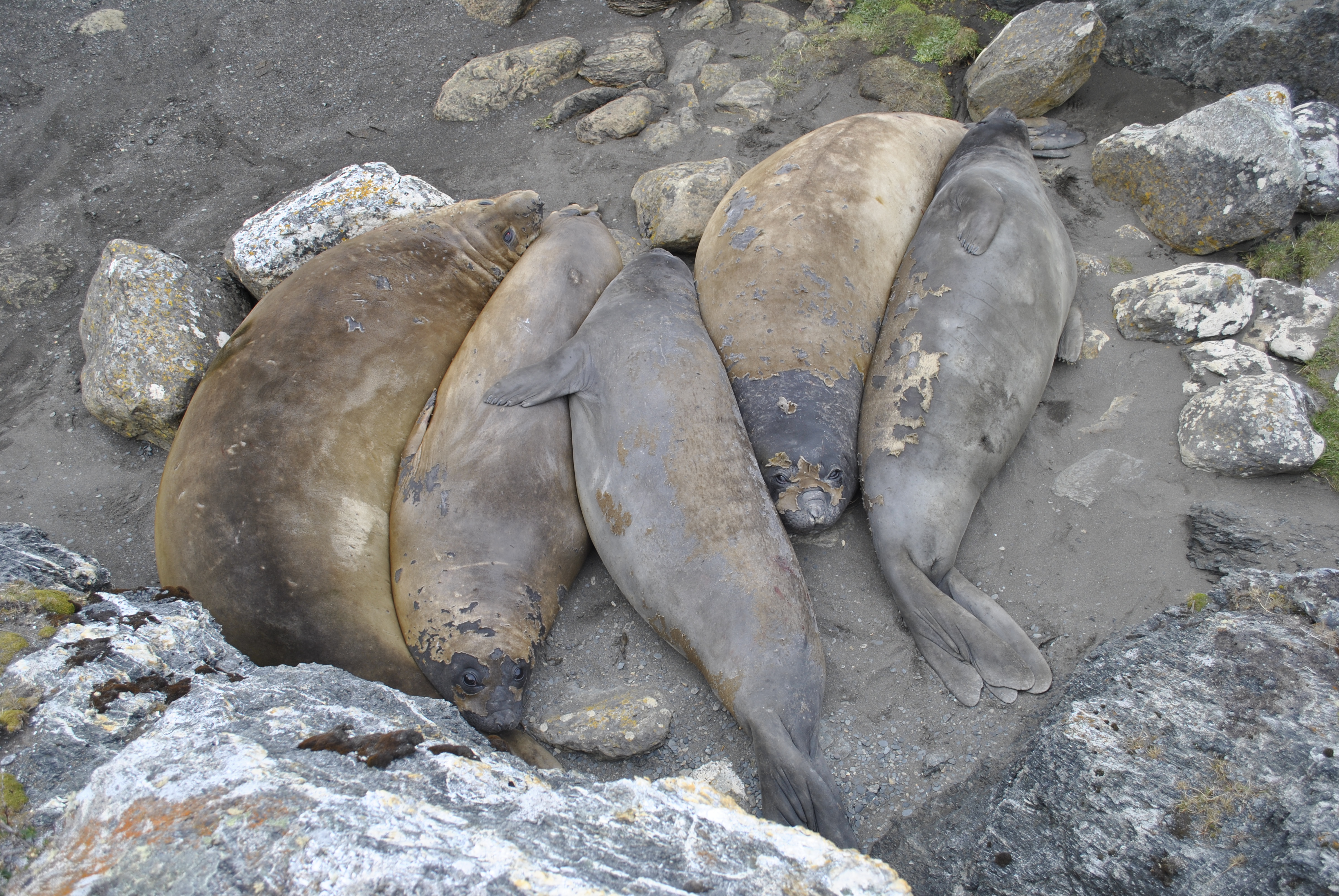 Elefantes Marinos - Seno Almirantazgo