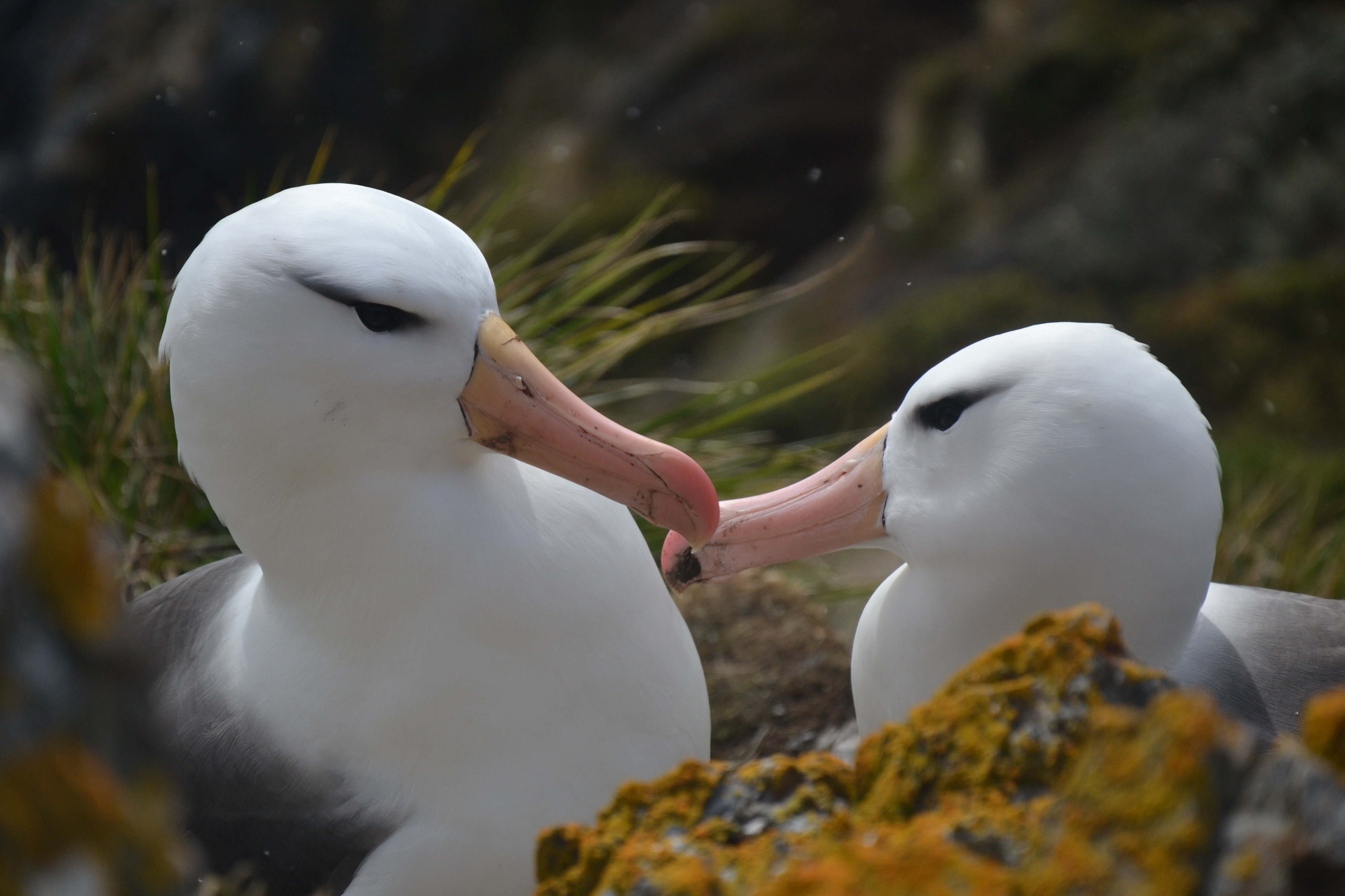 albatros ceja negra - ACMU Seno Almirantazgo