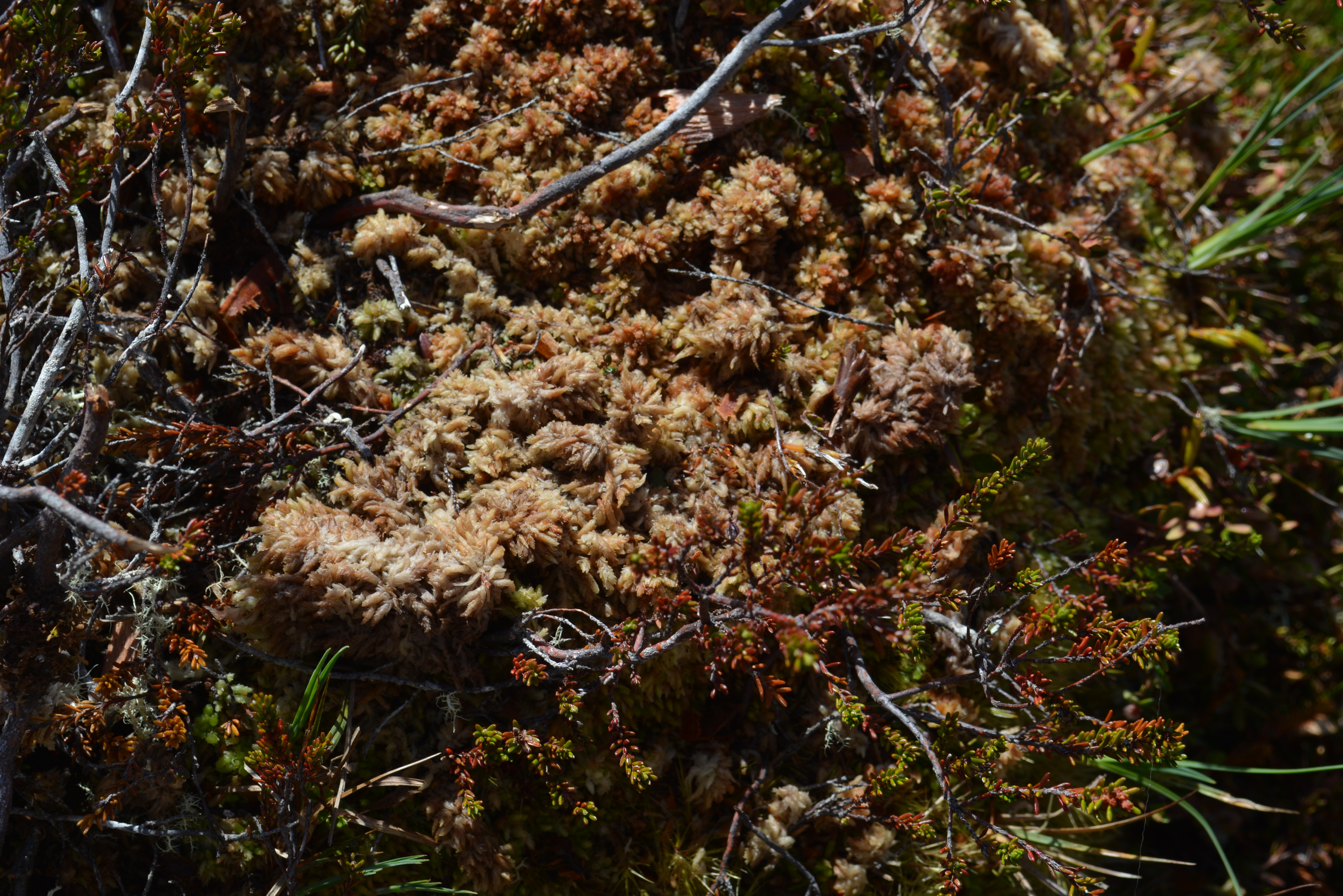 Turberas Aysén - El Púlpito