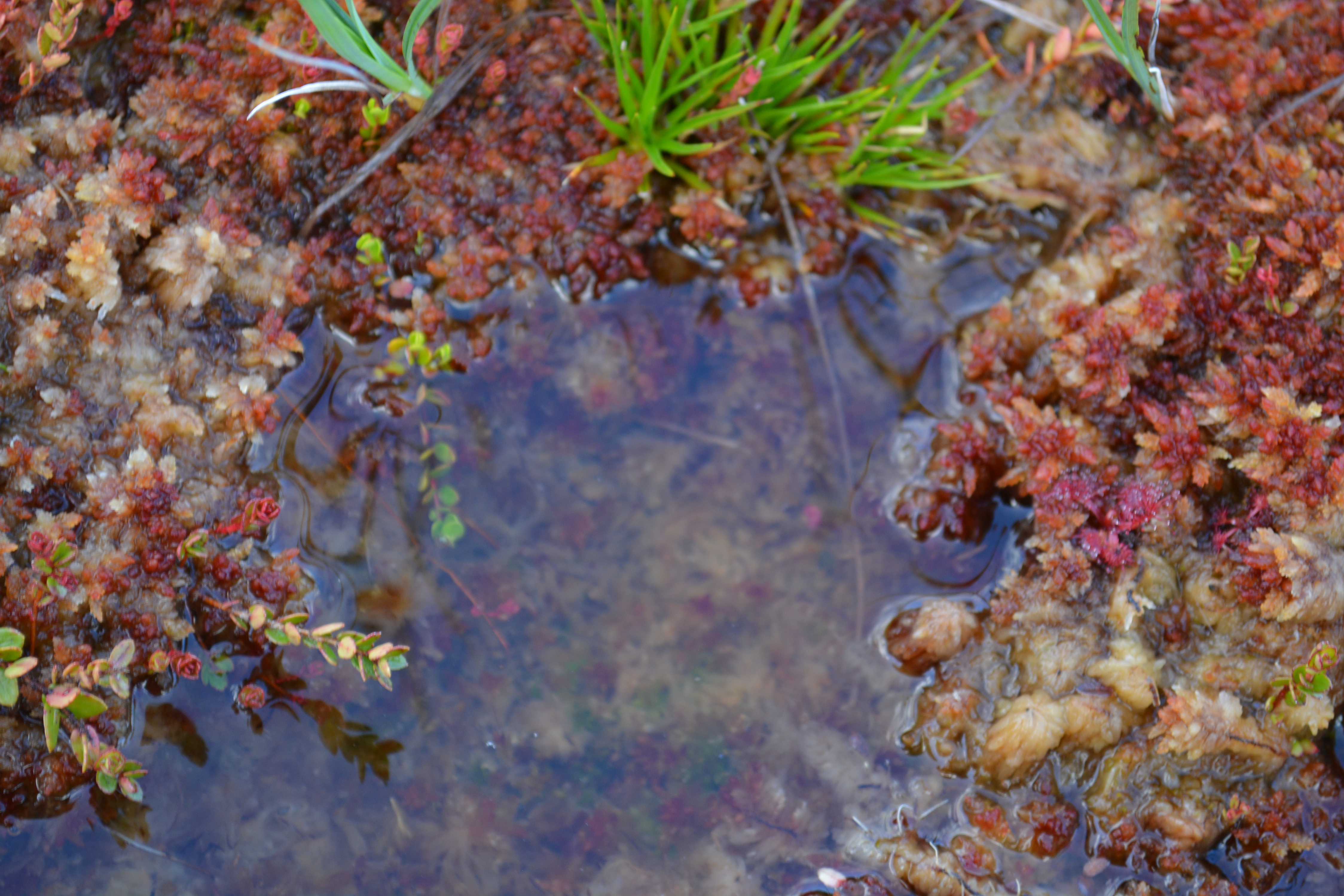 Turberas aysén - El Púlpito