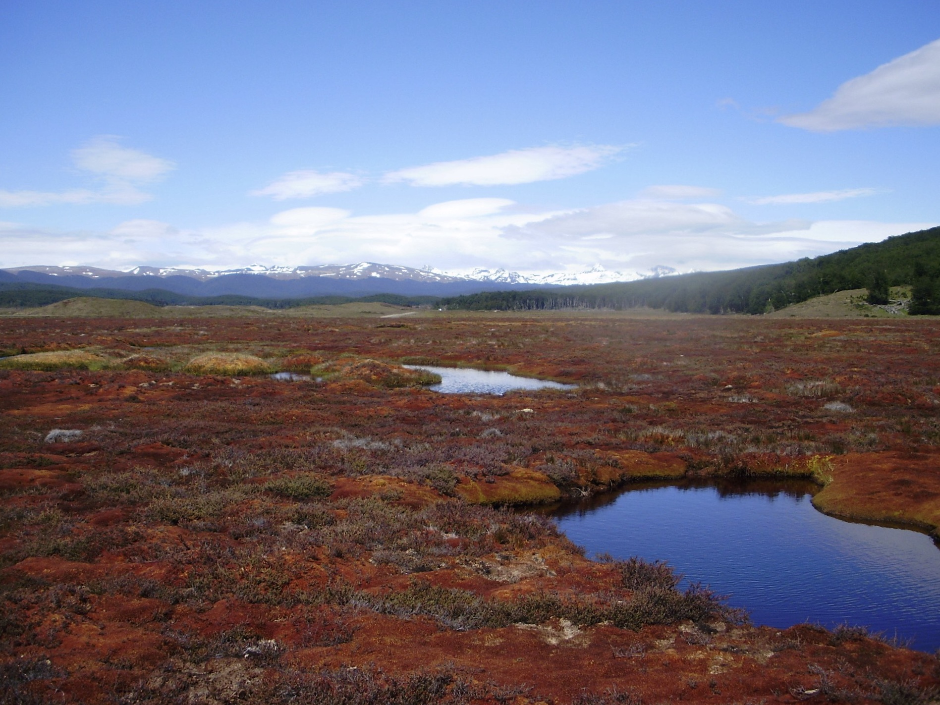 Turberas, las bóvedas de la naturaleza que contribuyen a mitigar el cambio climático