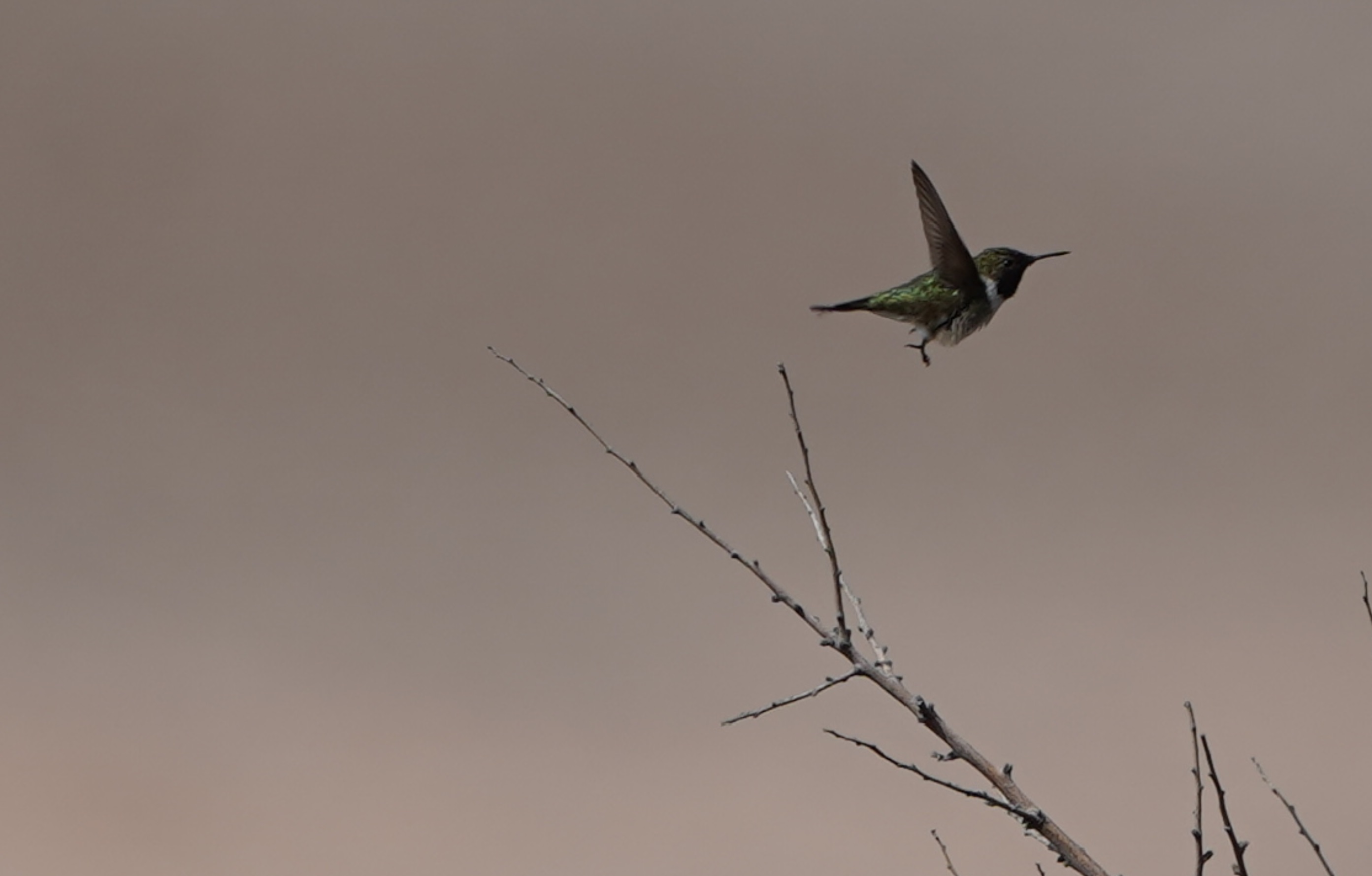 Plan RECOGE da frutos: Picaflor de Arica reaparece en Chaca tras más de una década sin registros