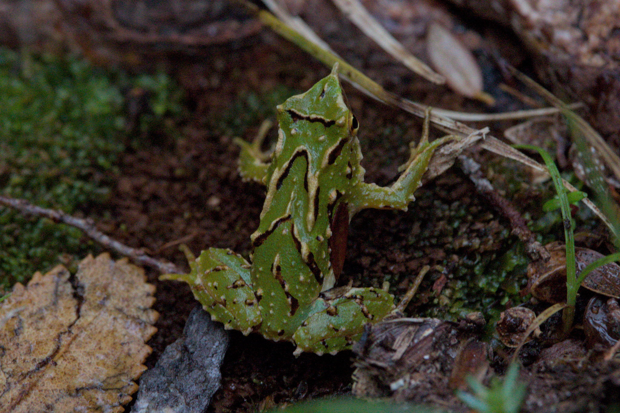 Plan RECOGE para las ranitas de Darwin ya es realidad: Contraloría toma razón del instrumento