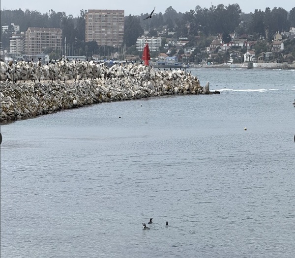 Algarrobo